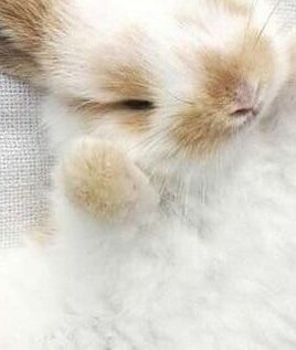 Lady Arabella Bunny Beaute  image 2