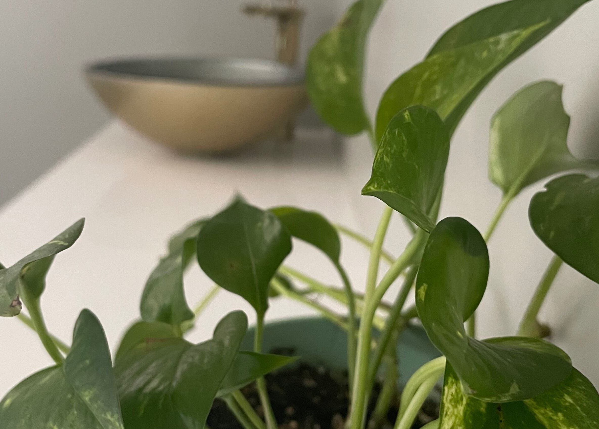 Elegant green plant at Jade Aesthetics Spa, Cambridge, Ontario, CA, enhancing relaxing ambiance.