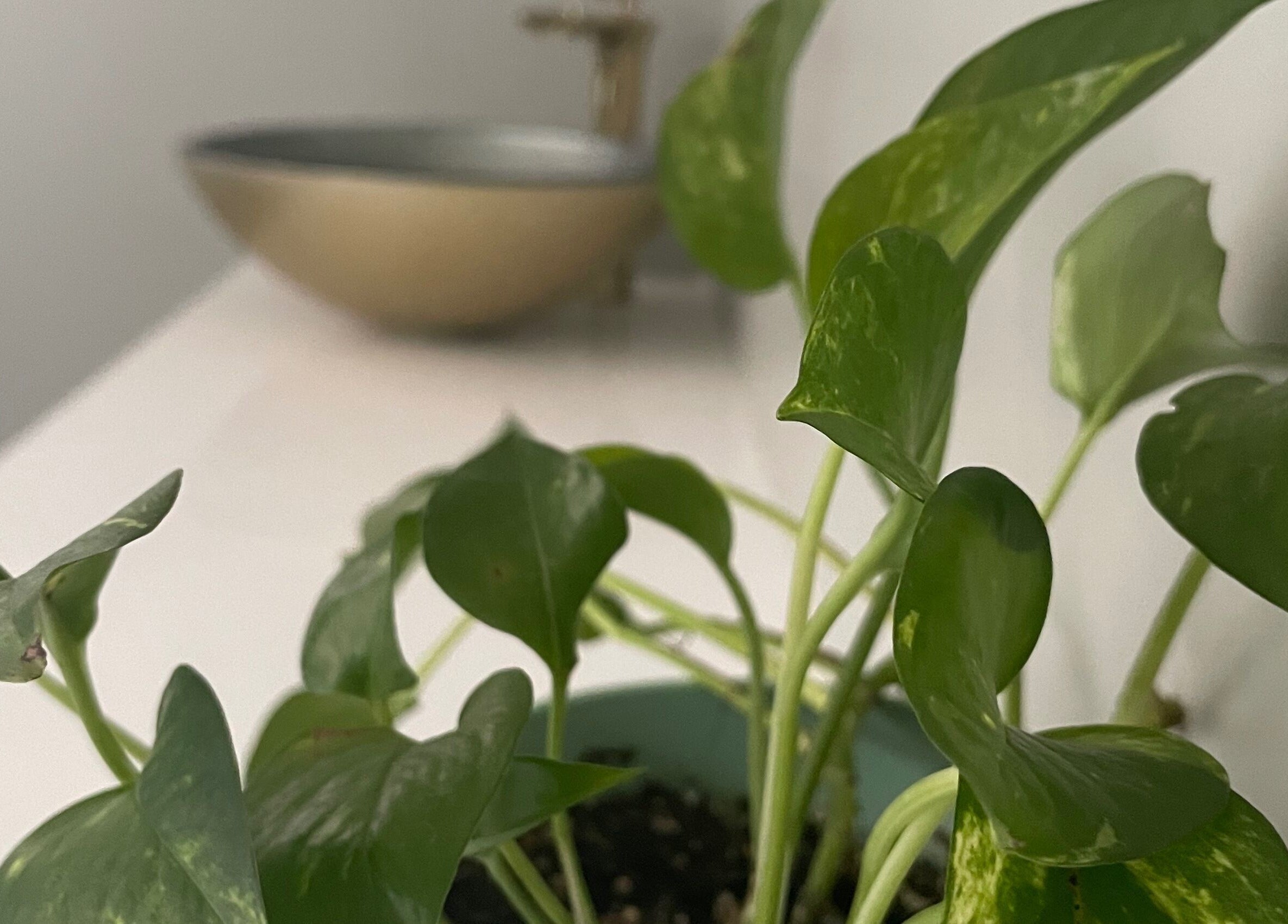 Elegant green plant at Jade Aesthetics Spa, Cambridge, Ontario, CA, enhancing relaxing ambiance.