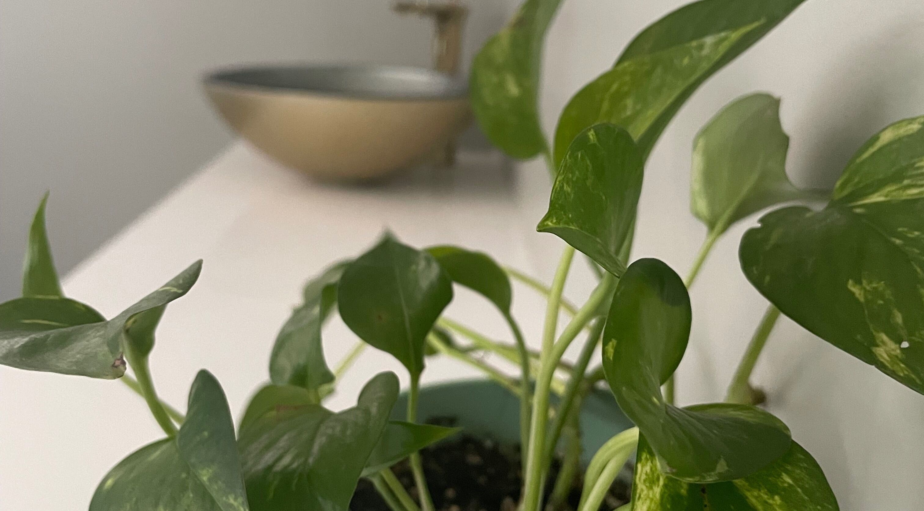 Elegant green plant at Jade Aesthetics Spa, Cambridge, Ontario, CA, enhancing relaxing ambiance.