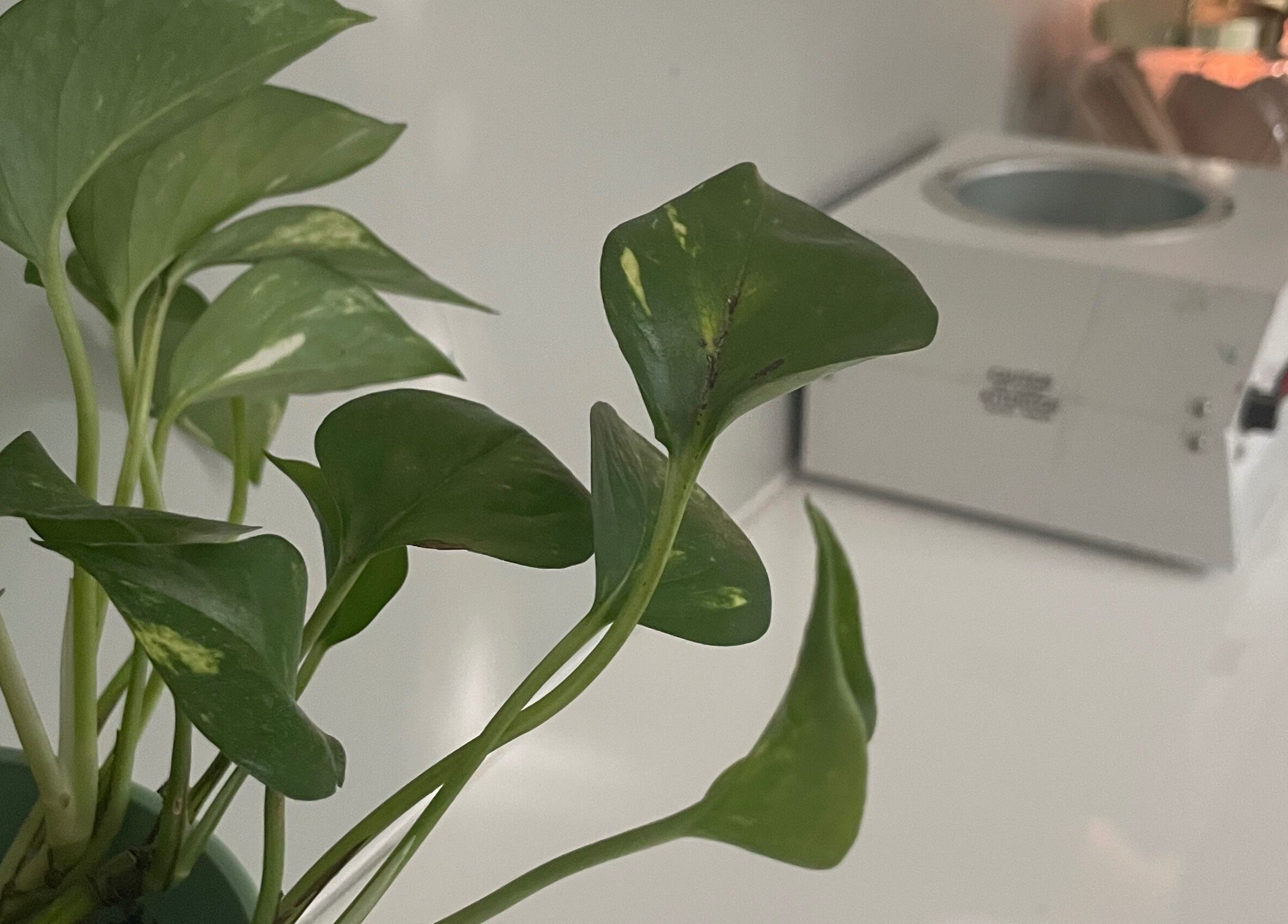 A calming green plant next to a beauty device at Jade Aesthetics Spa, Cambridge, Ontario, CA.