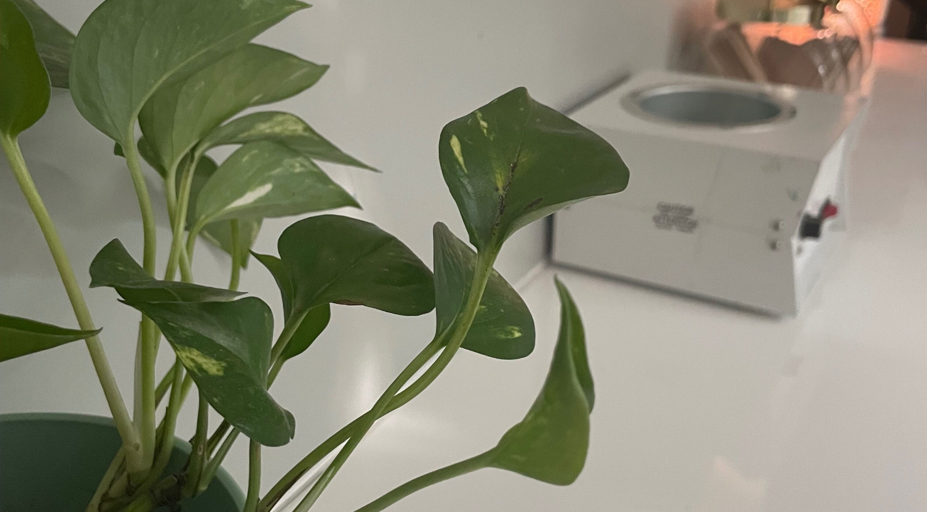 A calming green plant next to a beauty device at Jade Aesthetics Spa, Cambridge, Ontario, CA.