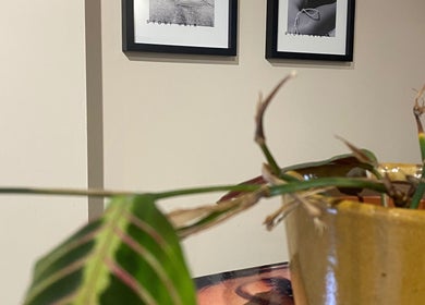 Framed art and potted plant in sophisticated STORI venue, Birmingham, England, GB.