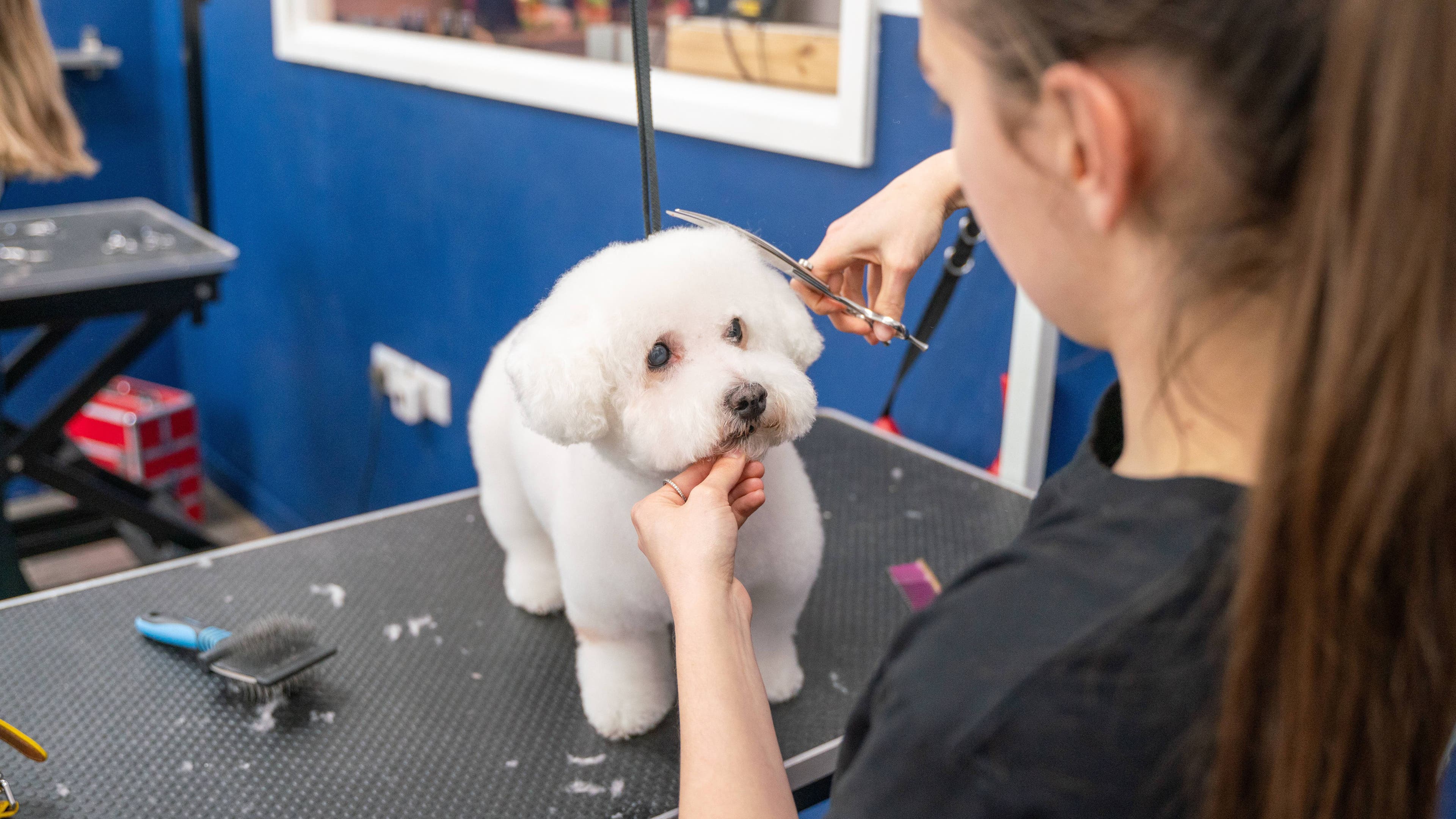 Dog grooming session at LOVE MY HOUND | GROOM ACADEMY | CHATTERTON ROAD, BR2 in Bromley, England, GB.