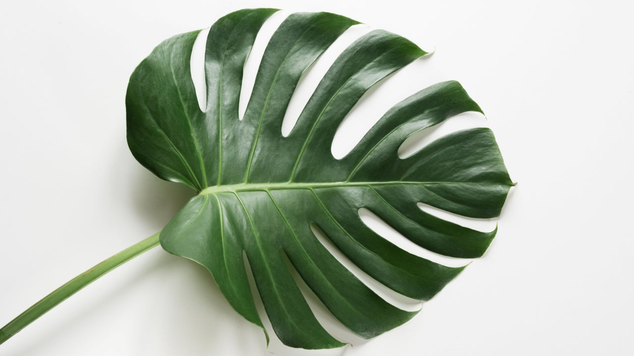 Best brow lamination treatments Near Me in Hillendale, Kingston Fresha