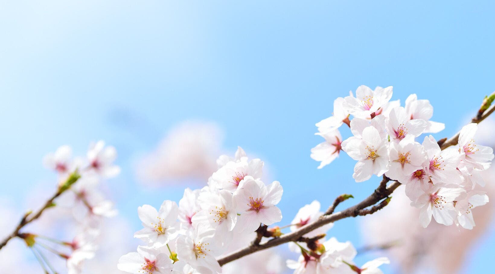 Cherry blossoms in full bloom at Escape to Bliss, Bassingbourn, England, GB, symbolizing tranquility.