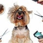 Grooming At Creatures of Putney