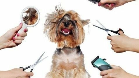 Grooming At Creatures of Putney