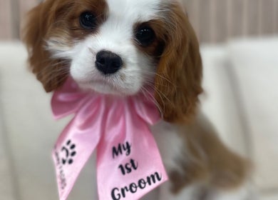 Adorable dog with pink ribbon after grooming at Furry Fades Dog Services, Worcester, England, GB.