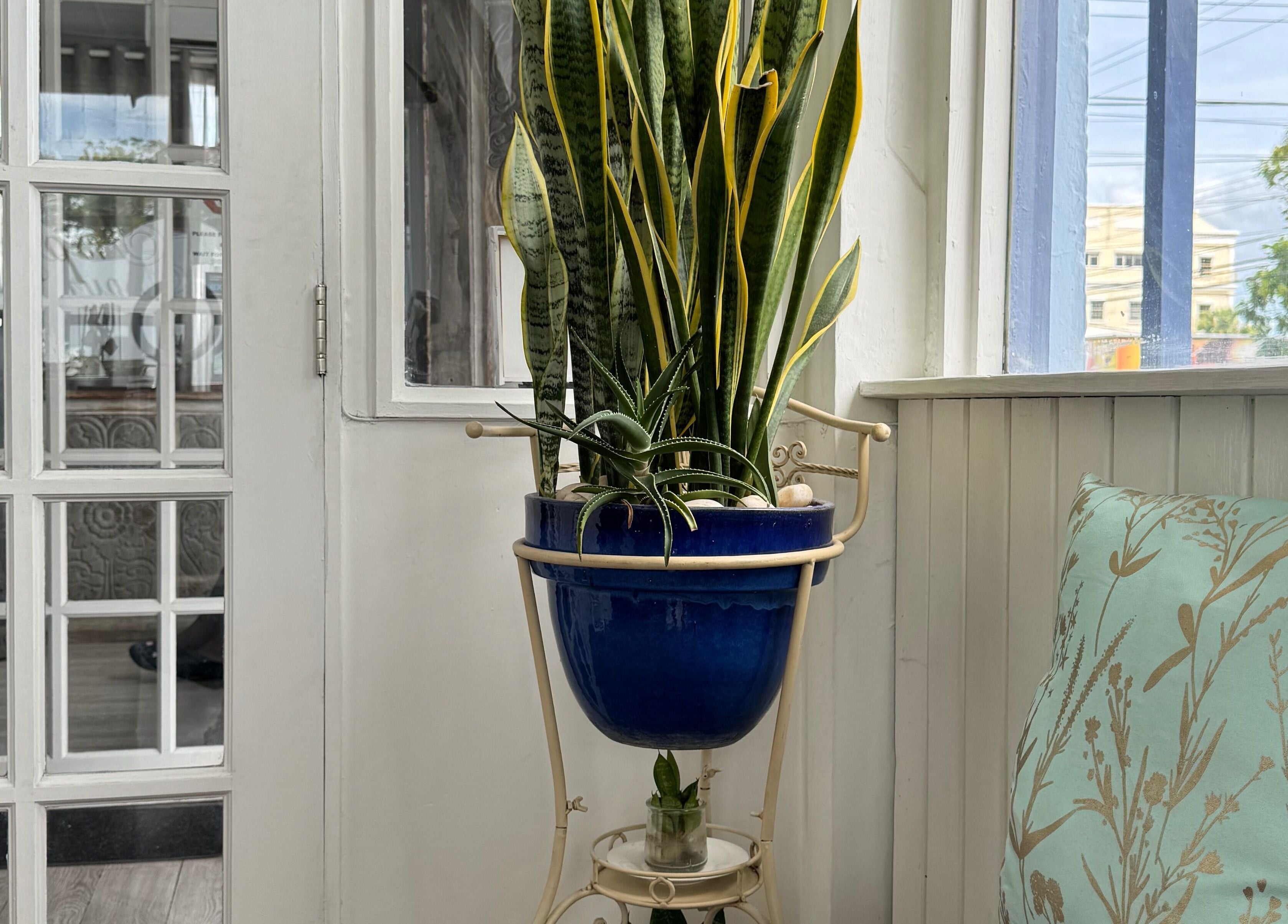 Stylish plant decor at Nspyre Beauty, Bridgetown, Christ Church, BB enhancing ambiance with greenery.