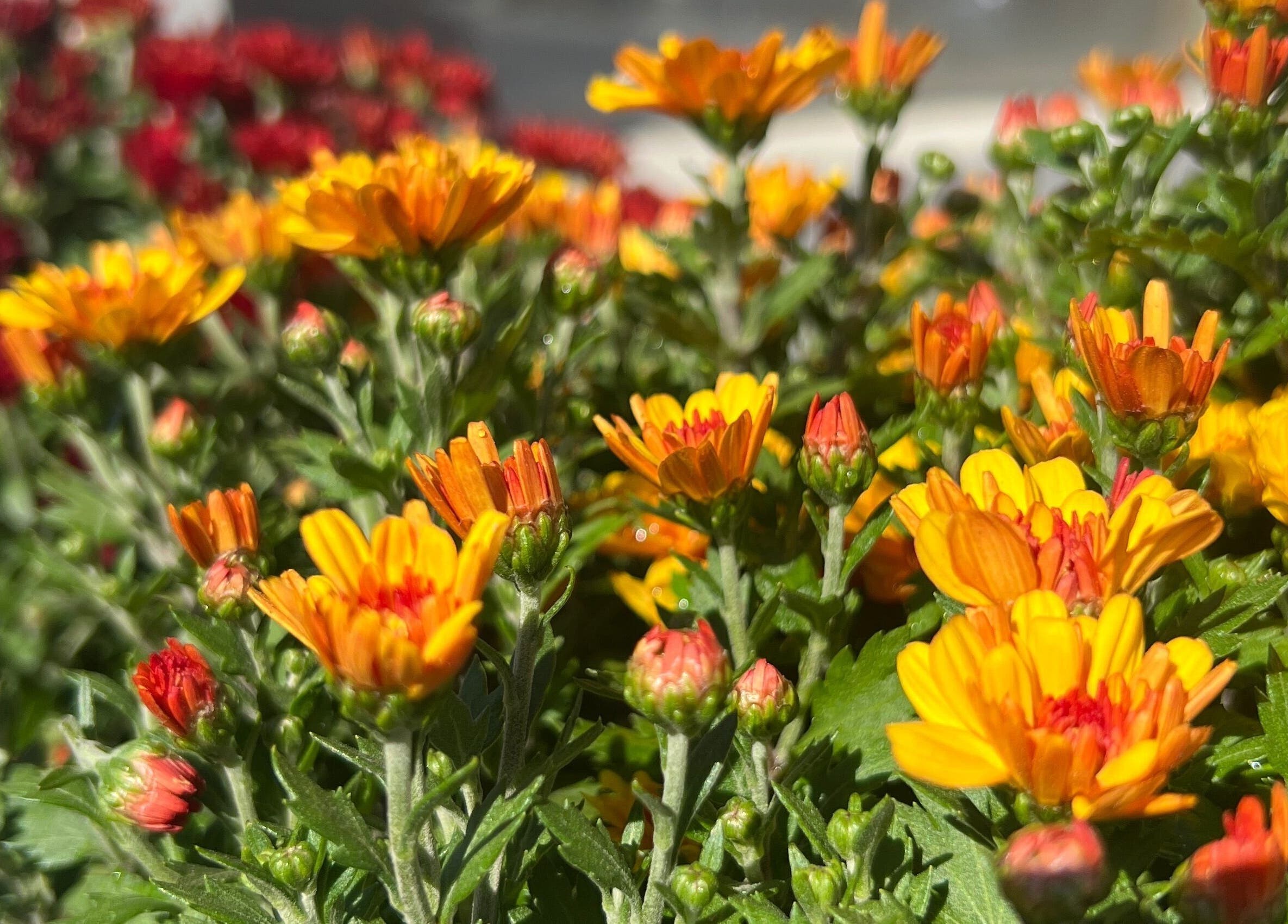 Vibrant flowers at La Crystal Nail Studio, Ottawa, Ontario, CA create a refreshing ambiance.