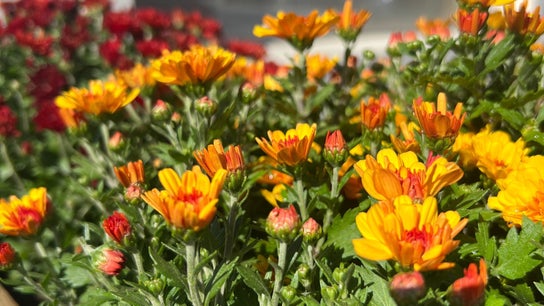 La Crystal Nail Studio - 2813 St Joseph Blvd, Orleans 6