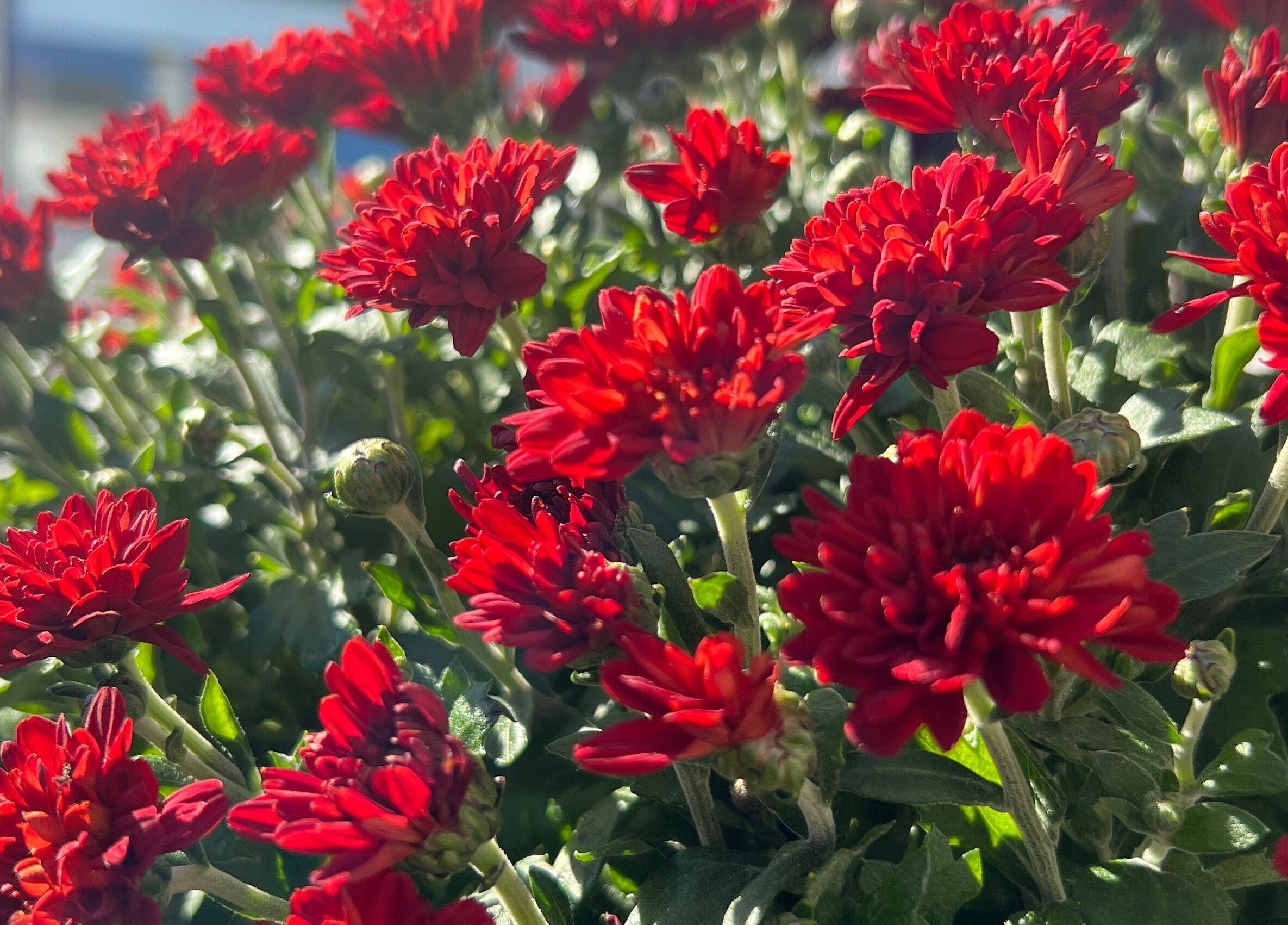 Vibrant red flowers outside La Crystal Nail Studio in Ottawa, Ontario, CA, enhancing the studio's natural beauty.