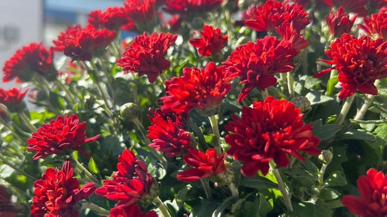 La Crystal Nail Studio - 2813 St Joseph Blvd, Orleans 7