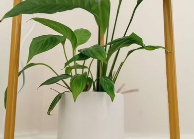 Lush indoor plant at Renew Massage Therapies, Ottery Saint Mary, England, GB, enhancing relaxation.