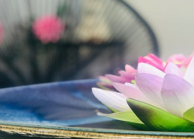 Close-up of a lotus flower at maa botanicals wellbeing studio, Franklin, Australian Capital Territory, AU.