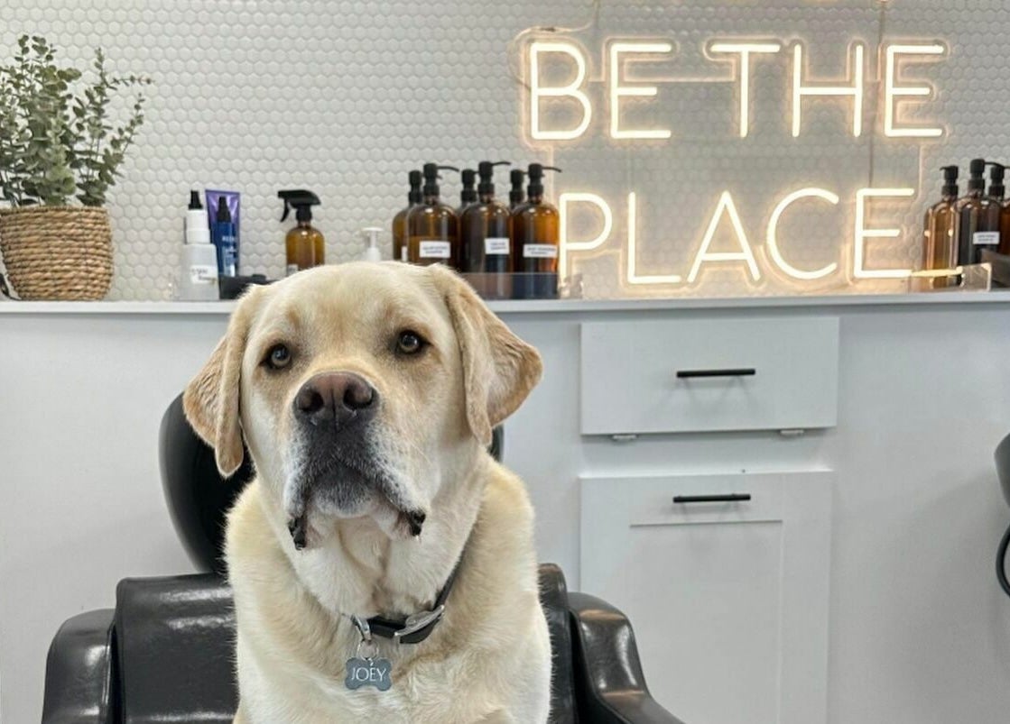 Labrador in a salon chair at Hair Connection Port Elgin, Port Elgin, Ontario, CA with product shelves in background.
