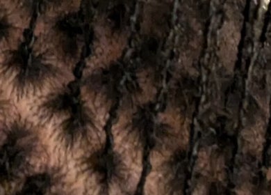 Close-up of intricate braids at Virtuosa Hair Atelier Hairdressing, Hemel Hempstead, England, GB.