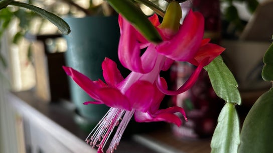 Natalie Cargan RMT and Esthetics