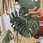 Fern & Ivy Hair Haus