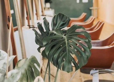 Stylish interior of Fern & Ivy Hair Haus in Charlotte, North Carolina, US with modern chairs and lush plants.