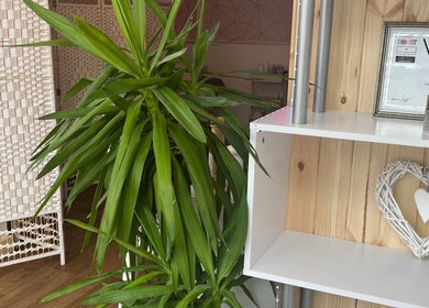 A cozy corner at All About You, St Austell, England, GB with lush plants and awards.