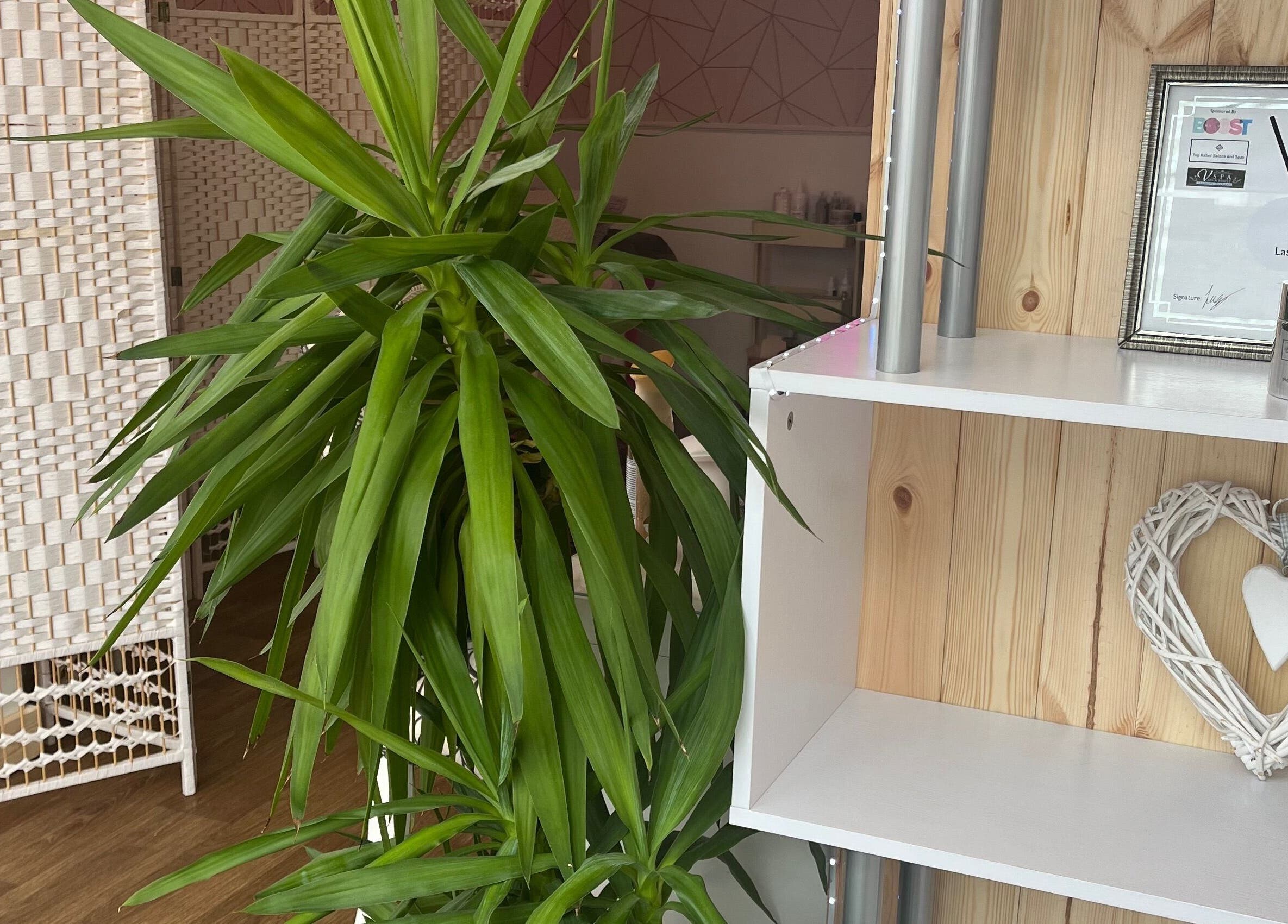 Lush greenery and decor at All About You (Beauty salon and Training academy) in St Austell, England, GB.