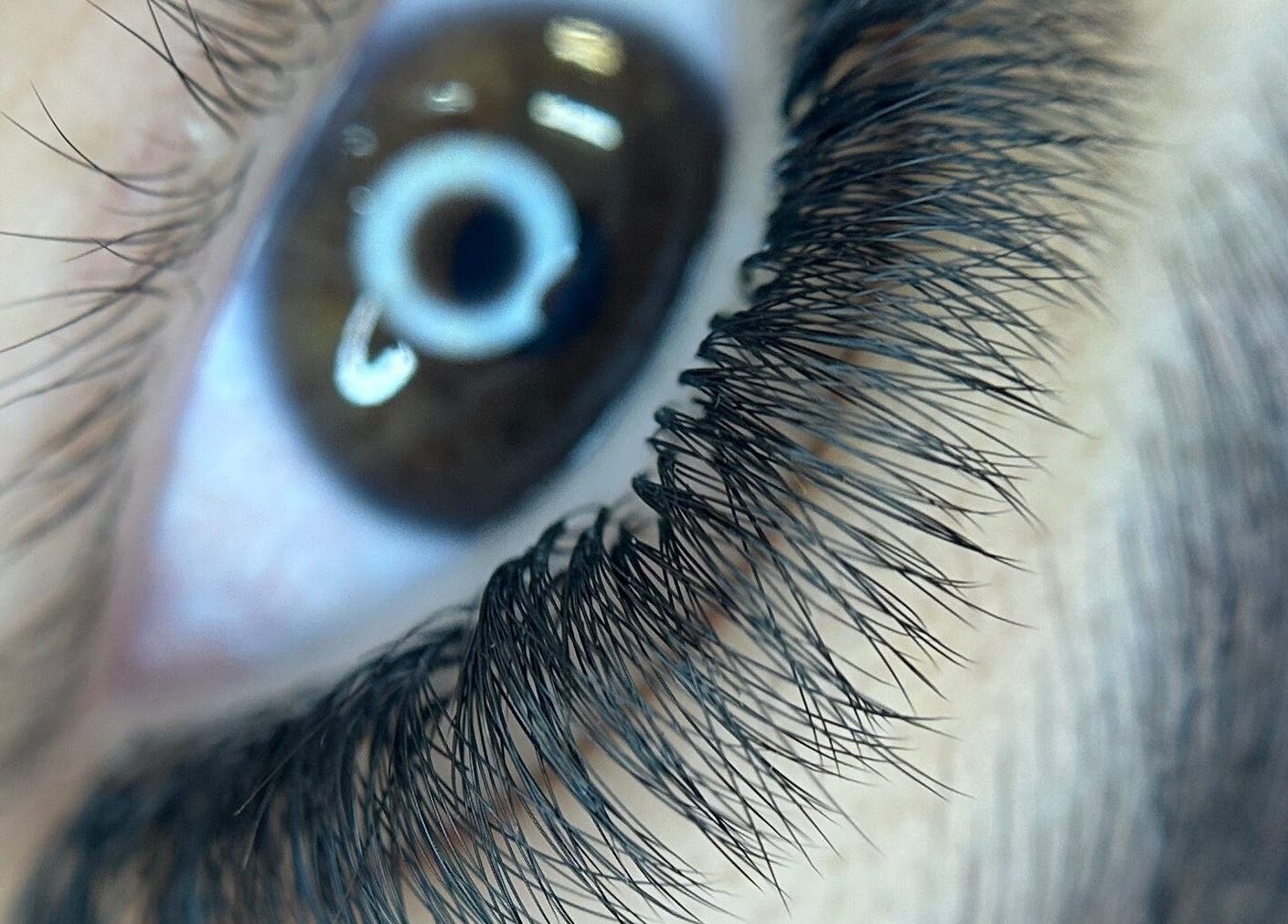 Close-up of detailed eyelash extension at Willow and Sage Beauty, Moss Vale, New South Wales, AU.