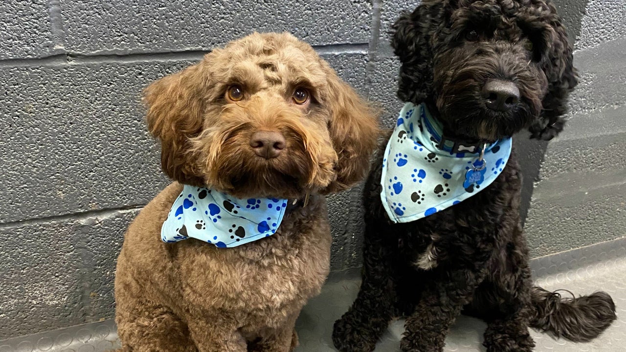 The Hair & Hound Dog Grooming Manor Farm Barn, Draycot Cerne, UK