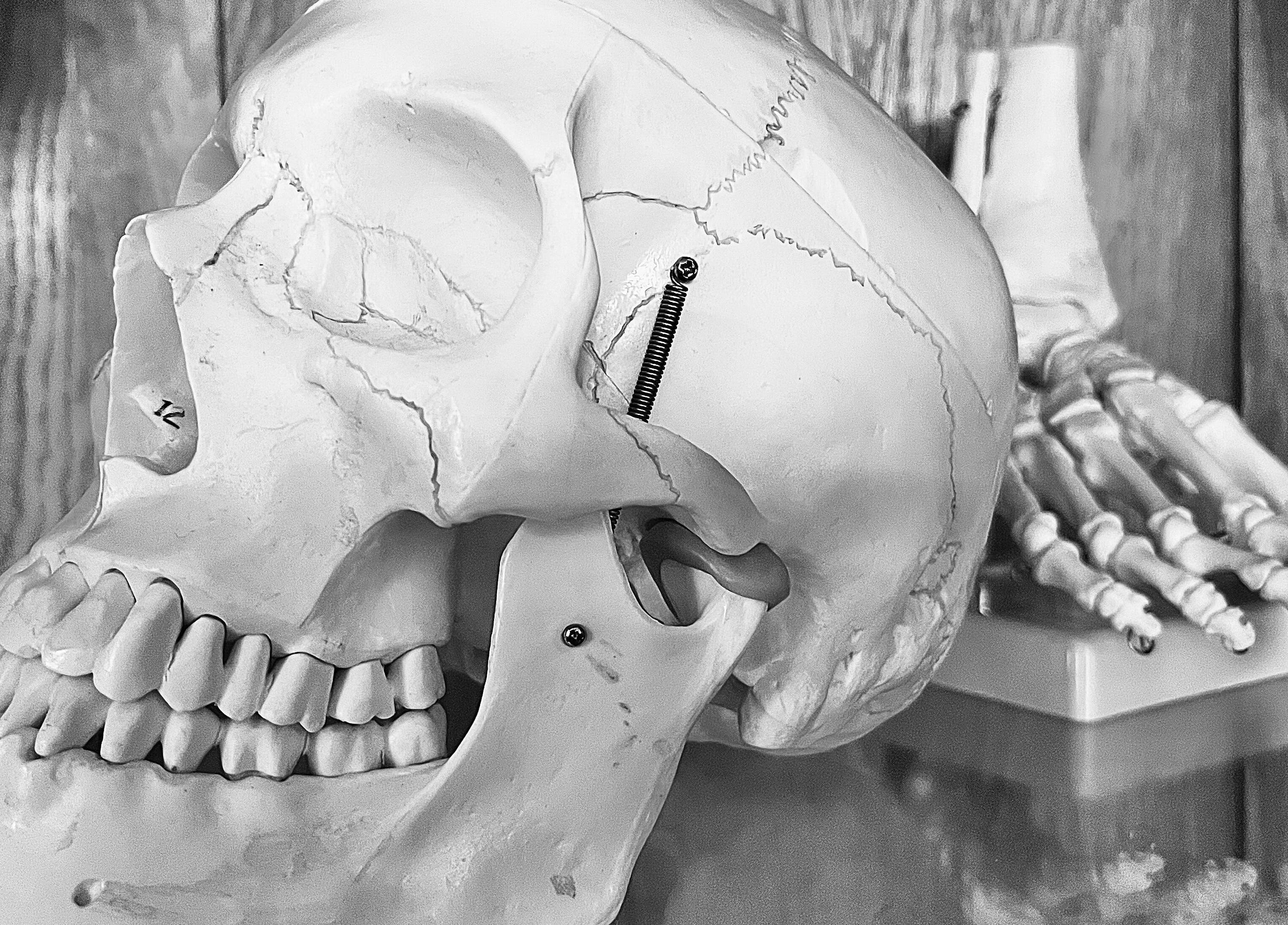 Modèle anatomique de crâne à MÉGANTIC Ostéopathie familiale, Lac-Mégantic, Québec, CA. Soin ostéopathique détaillé.