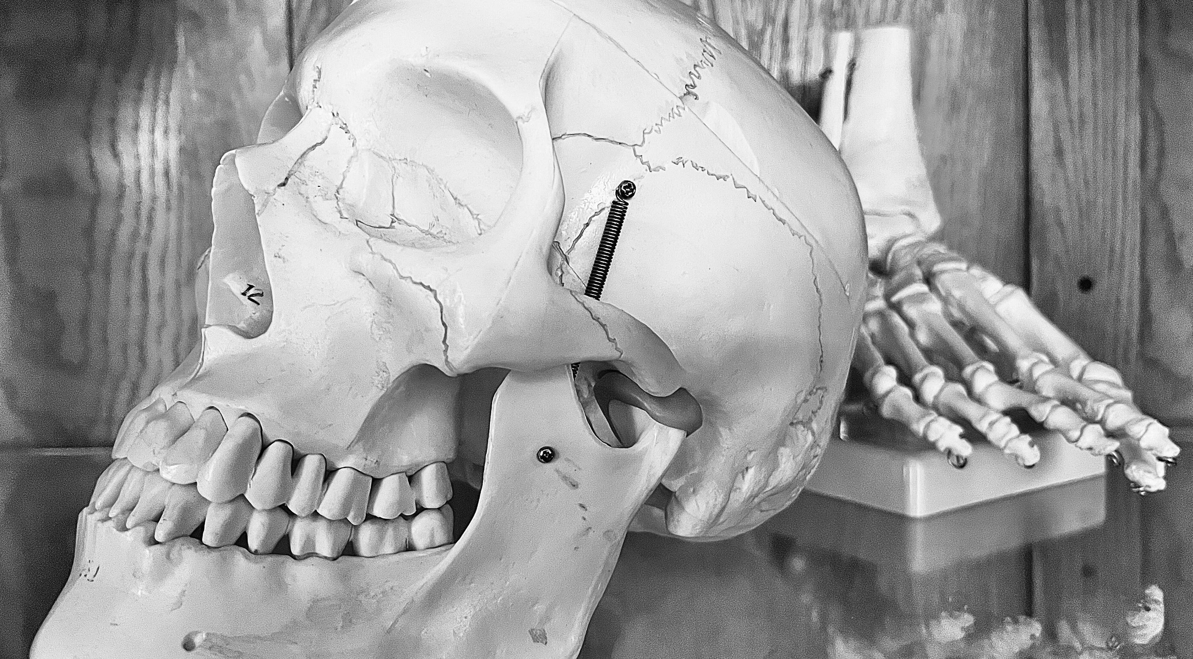 Modèle anatomique de crâne à MÉGANTIC Ostéopathie familiale, Lac-Mégantic, Québec, CA. Soin ostéopathique détaillé.