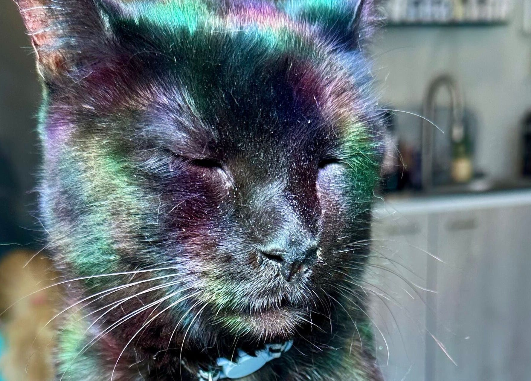 Colorful cat basking in light at Sacro Studio, LLC in Bethlehem, Pennsylvania, US.