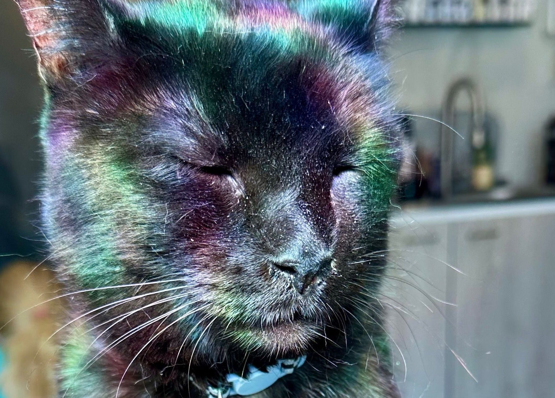 Colorful cat basking in light at Sacro Studio, LLC in Bethlehem, Pennsylvania, US.
