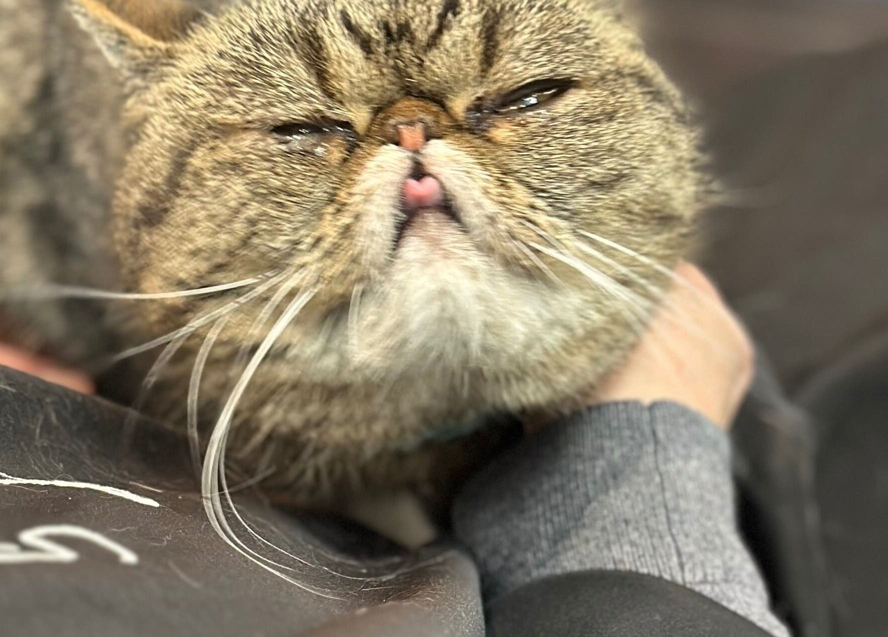Cat enjoying a relaxing moment at Sacro Studio, LLC in Bethlehem, Pennsylvania, US.