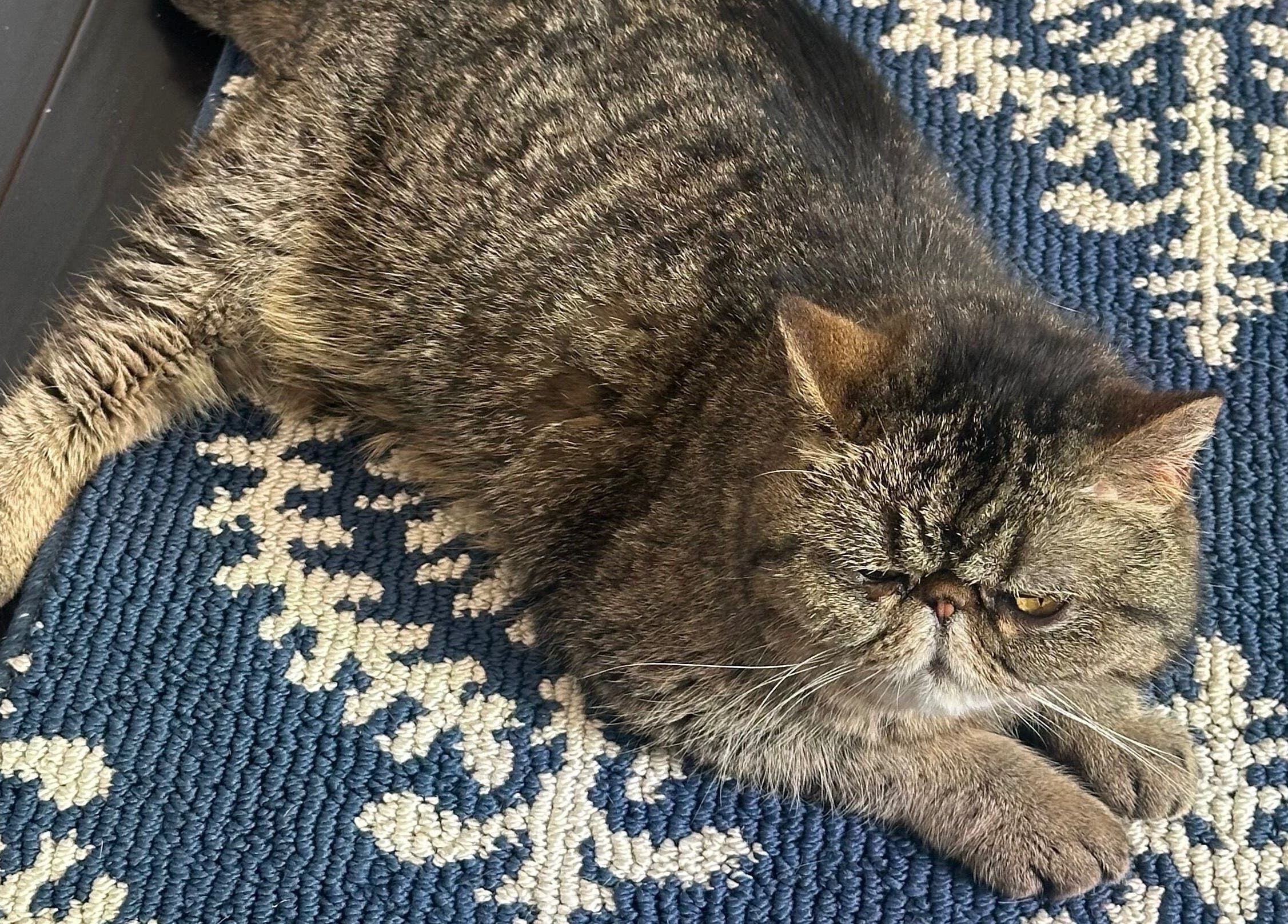 Relaxed cat lounging on a patterned rug at Sacro Studio, LLC in Bethlehem, Pennsylvania, US.
