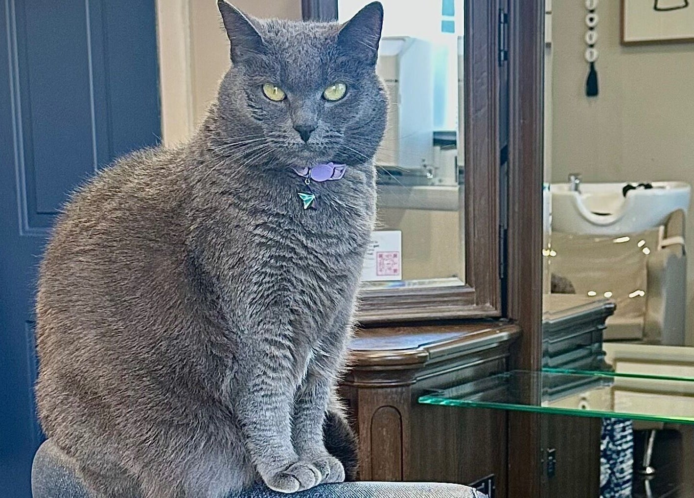 Grey cat sitting on a chair in Sacro Studio, LLC, beauty venue in Bethlehem, Pennsylvania, US.