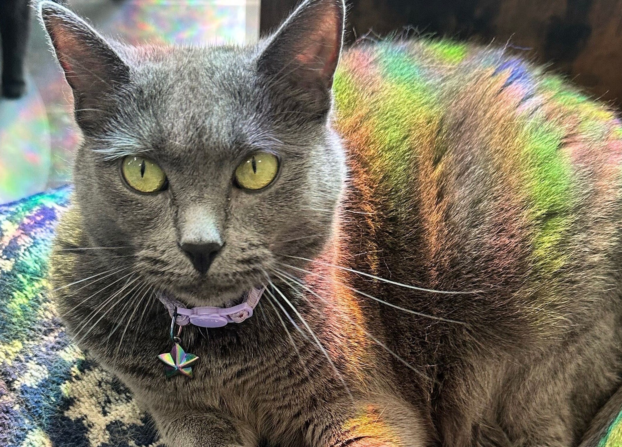 A grey cat with rainbow patterns on its fur at Sacro Studio, LLC, Bethlehem, Pennsylvania, US.
