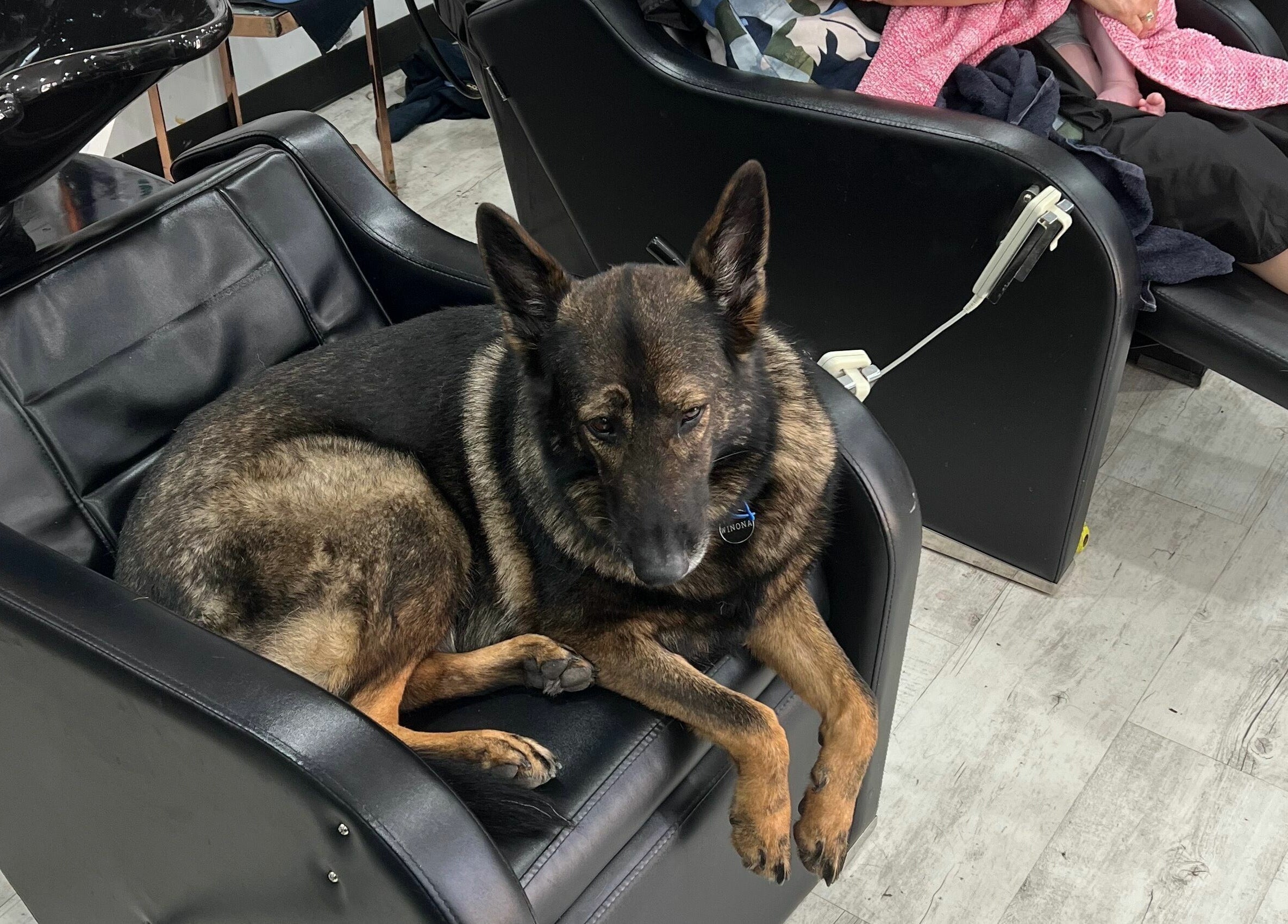 A dog relaxes on a salon chair at Mane On Mowbray, East Brisbane, Queensland, AU, enhancing the cozy ambiance.