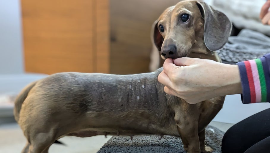 Dachshund receiving gentle care at Starkie Vet Physio, -, GB during a soothing wellness session.