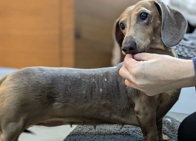 Dachshund receiving gentle care at Starkie Vet Physio, -, GB during a soothing wellness session.