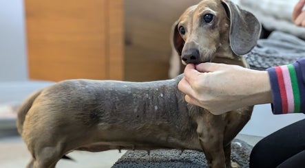 Dachshund receiving gentle care at Starkie Vet Physio, -, GB during a soothing wellness session.