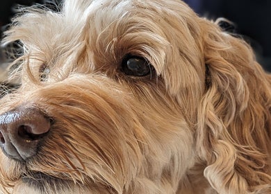 Close-up of a fluffy, golden dog at Starkie Vet Physio, -, GB, showcasing pet-friendly services.