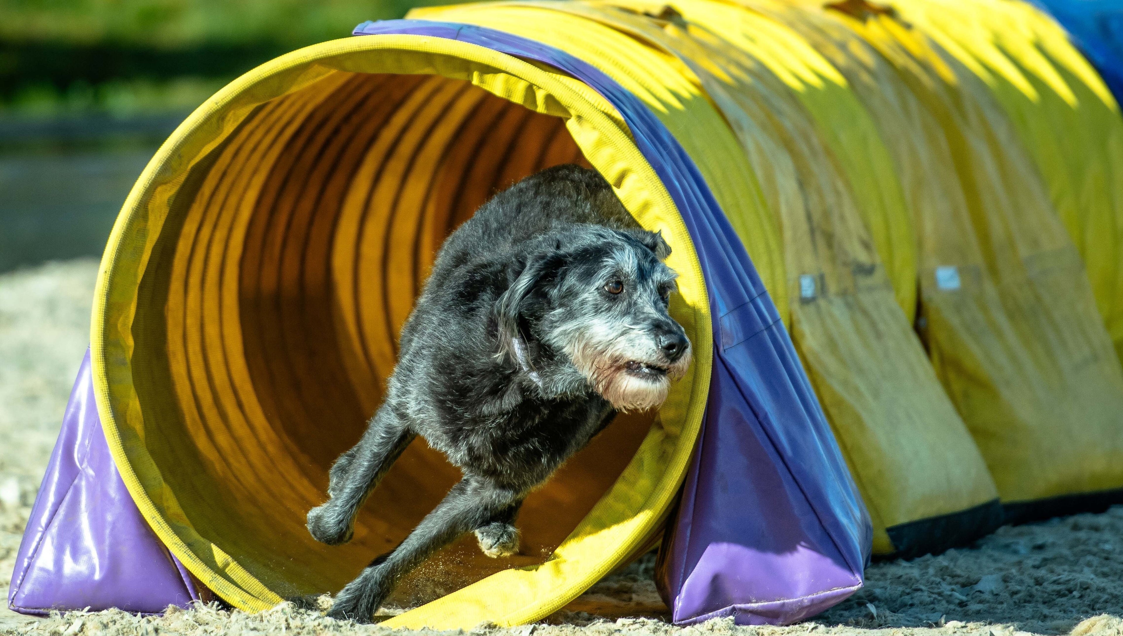 Dog practicing agility course at Starkie Vet Physio, -, GB. Boosts physical health in a playful setting.