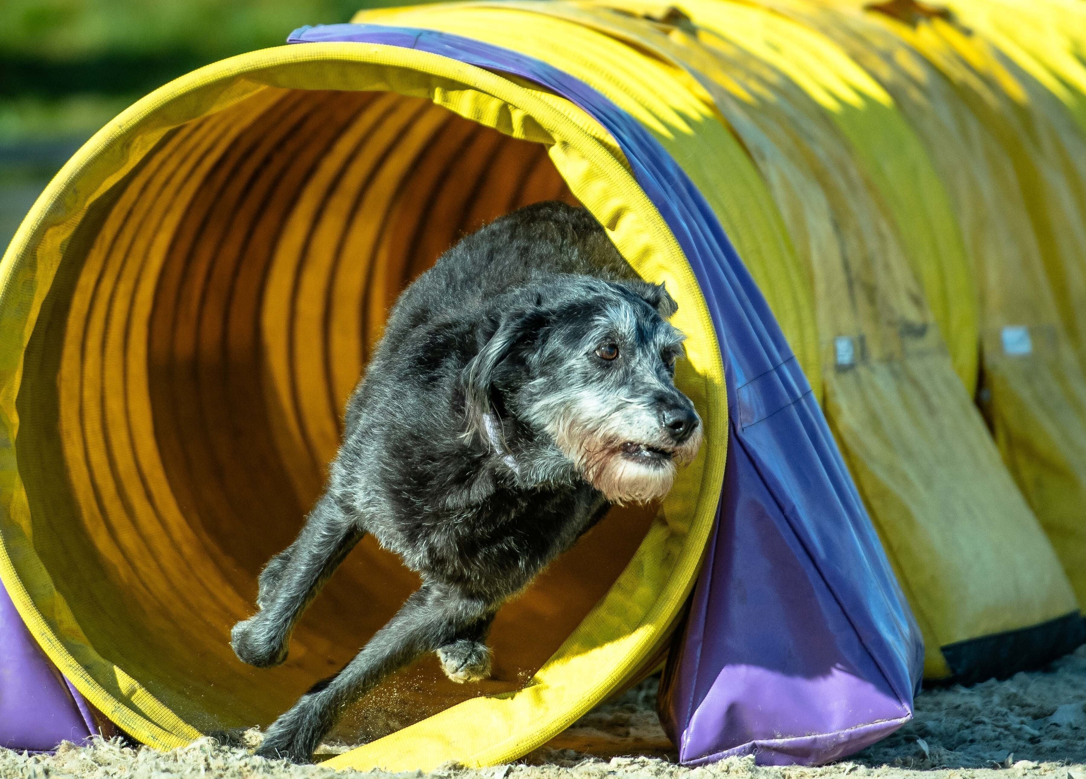 Dog practicing agility course at Starkie Vet Physio, -, GB. Boosts physical health in a playful setting.