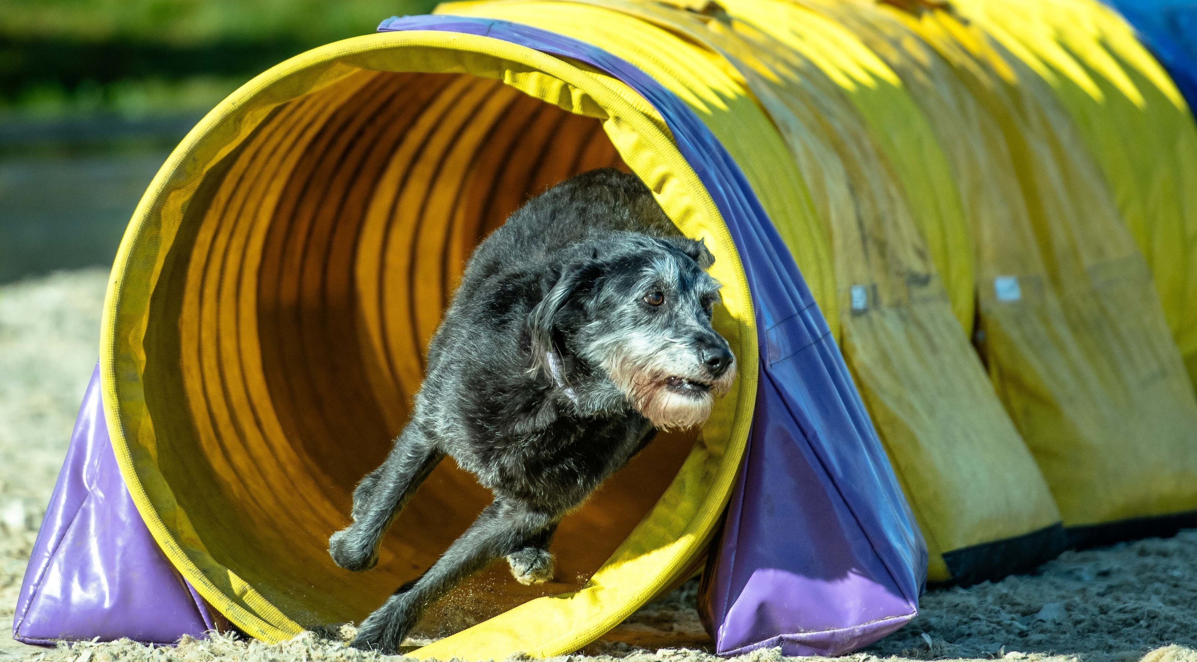 Dog practicing agility course at Starkie Vet Physio, -, GB. Boosts physical health in a playful setting.