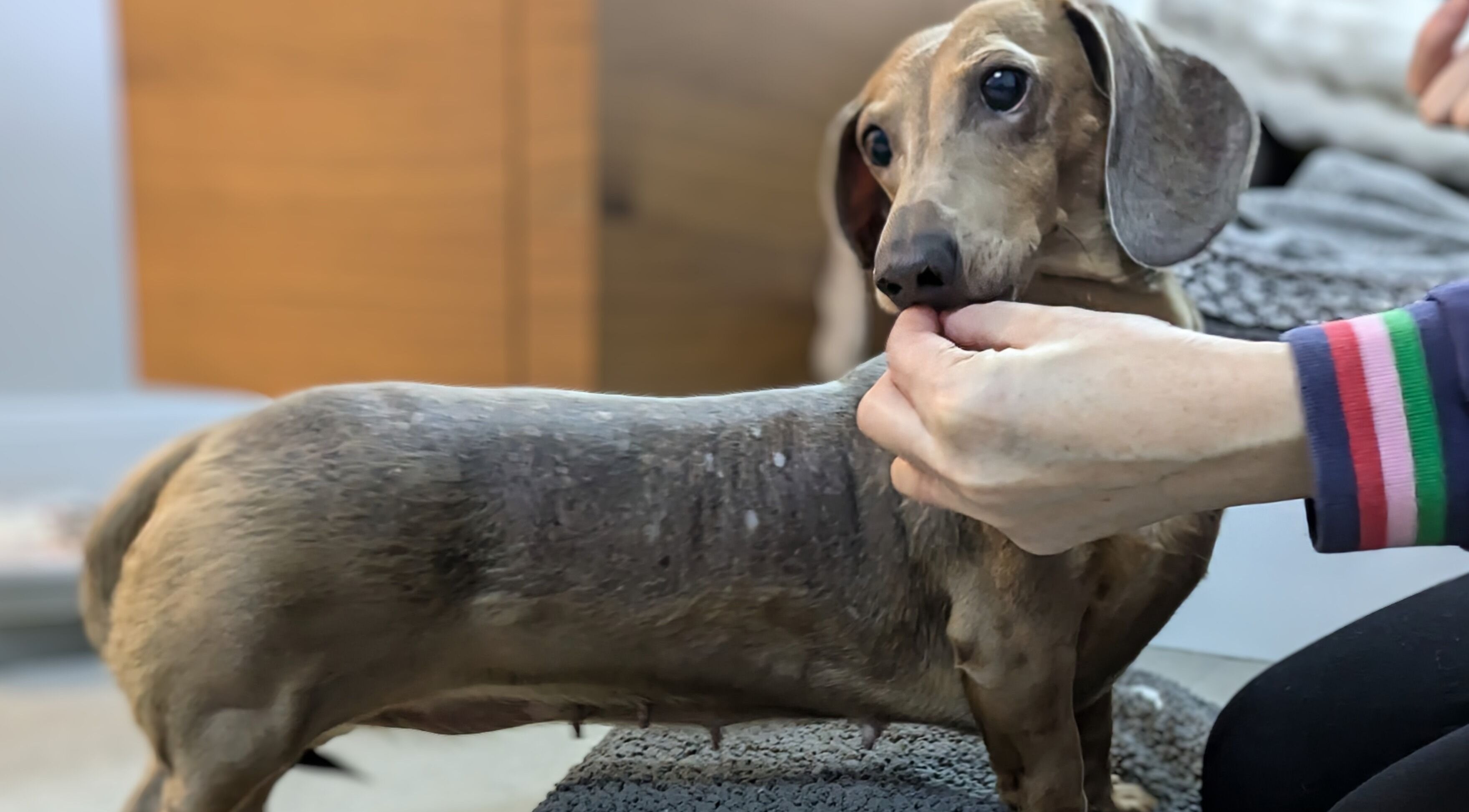 Dachshund receiving physio care at Starkie Vet Physio, -, GB.