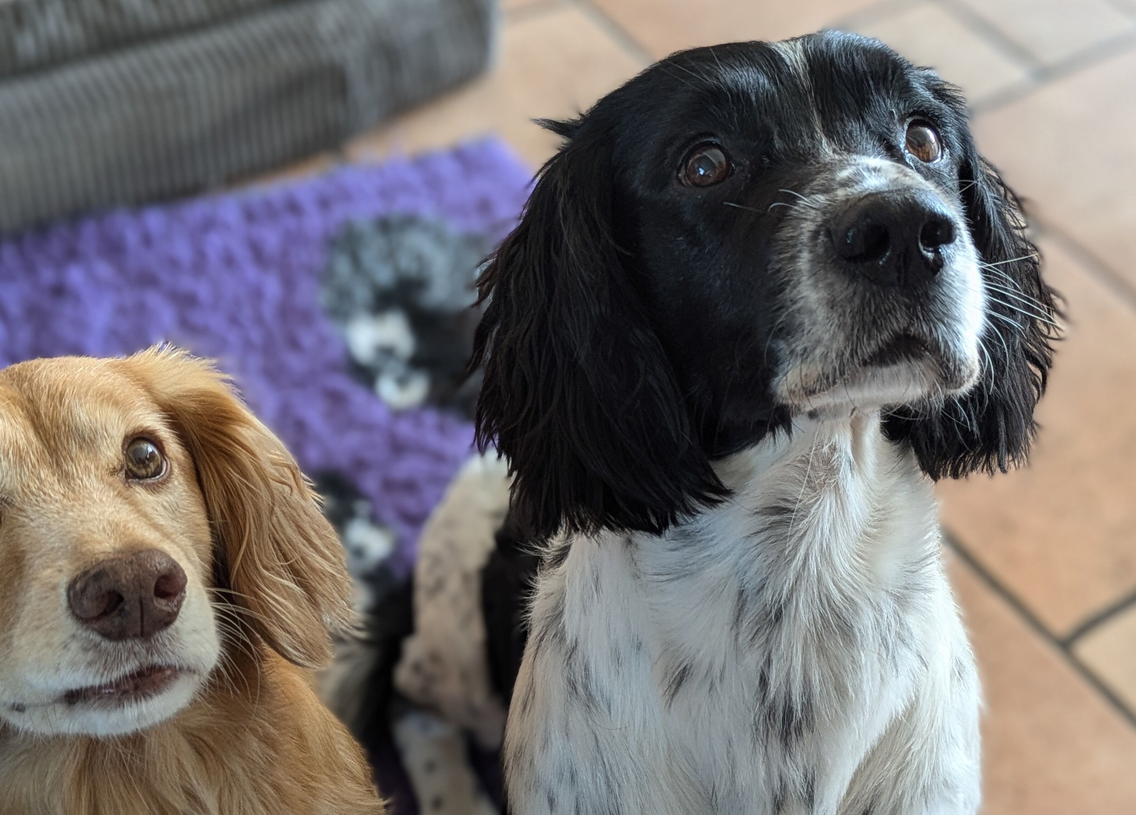 Two adorable dogs in Starkie Vet Physio, -, GB, eagerly await attention.