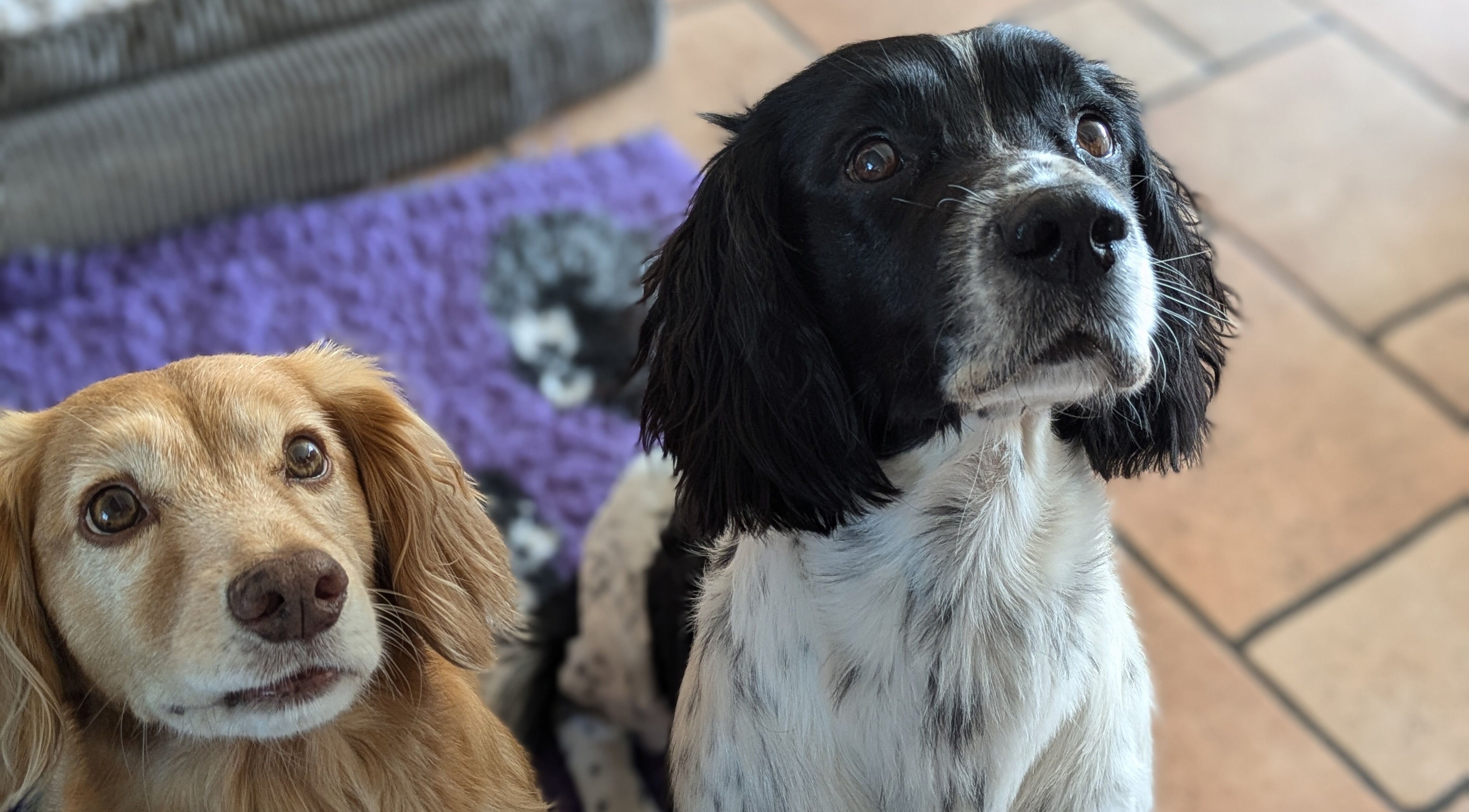 Two adorable dogs in Starkie Vet Physio, -, GB, eagerly await attention.