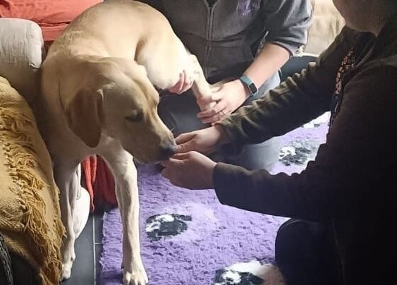 A dog receives physiotherapy at Starkie Vet Physio, -, GB.