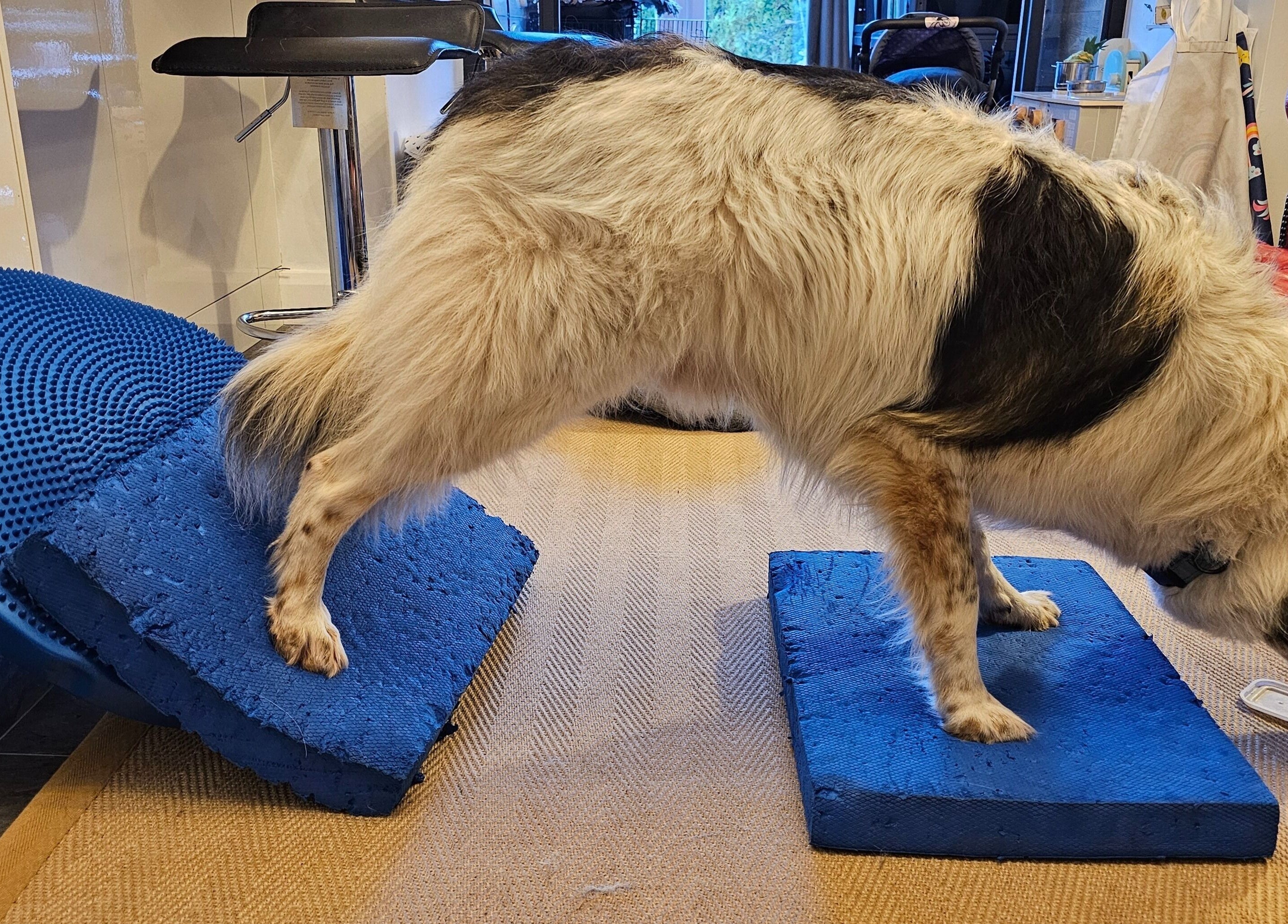 Dog undergoing physiotherapy at Starkie Vet Physio, -, GB, on blue balance cushions.